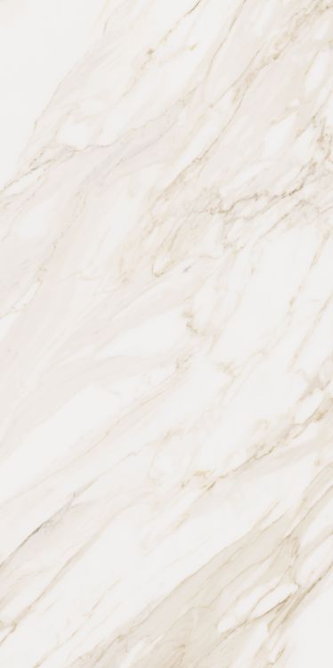 Omnia Calacatta Matte 24 x 48